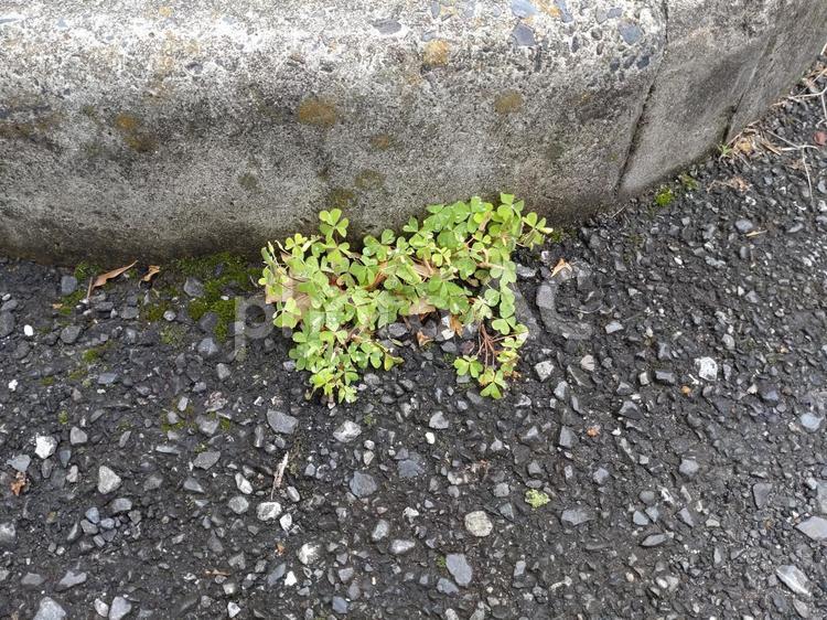 逞しい草 自然,コンクリート,緑の写真素材