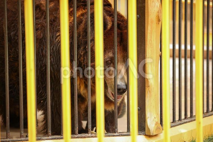 エゾヒグマ メス,動物園,飼育の写真素材