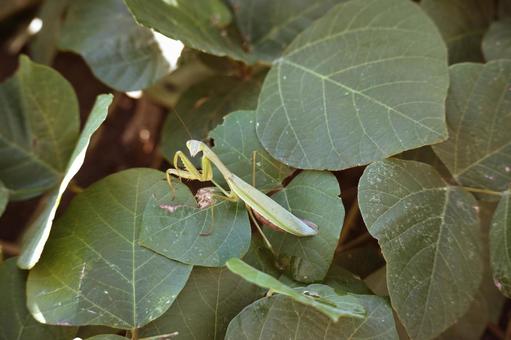 葉に潜む鮮やかなカマキリの写真