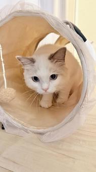 ドーム遊び中の猫の写真