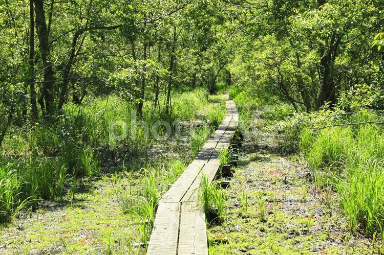 新緑の湿原の木道 湿地,木,草の写真素材