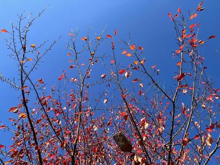 秋の風景 紅葉,桜,木の写真素材