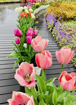 チューリップの道 チューリップの道の写真