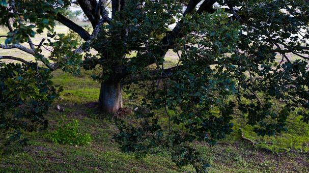 薄暗い雰囲気の大きな木の影 薄暗い雰囲気の大きな木の影の写真