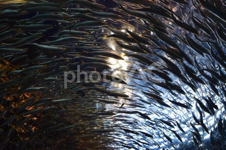 イワシの群れ 魚,イワシ,海の写真素材