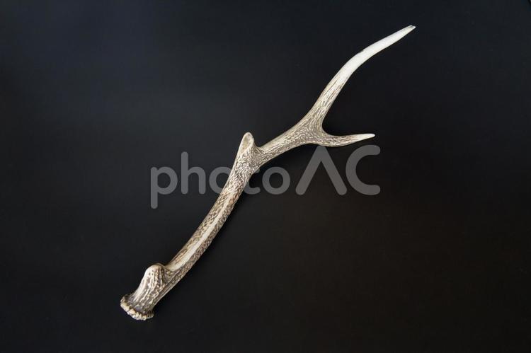 装飾品になるニホンジカの枝角　黒背景 鹿,シカ,ニホンジカの写真素材