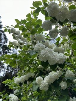 花 花 花,フラワー,パンジーの写真素材