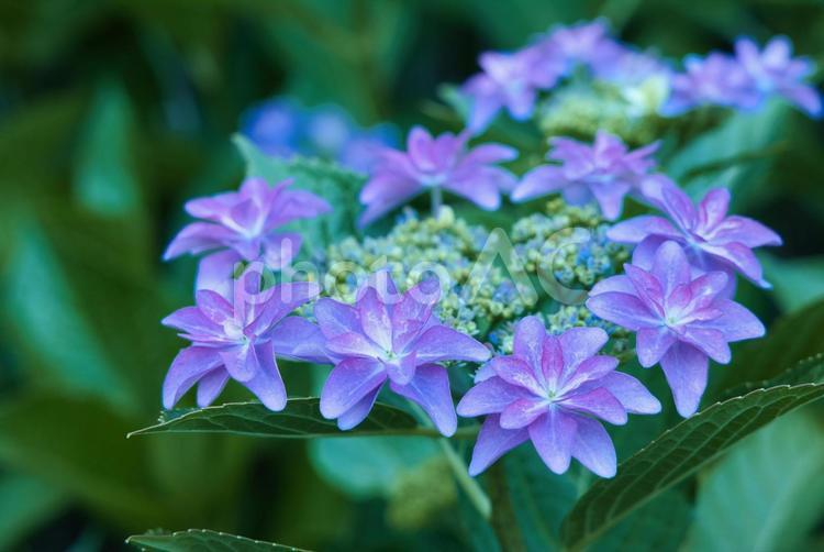 しっとりとした6月に似合う紫陽花 6月,アジサイ,梅雨の写真素材