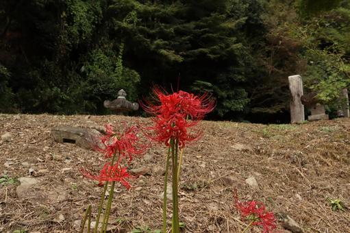 A startling cluster amaryllis in a cemetery, JPG A startling cluster amaryllis in a cemetery, JPG