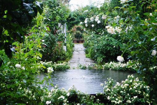 秋の中之条ガーデンズ 秋の中之条ガーデンズ 群馬県,中之条町,中之条ガーデンズの写真素材