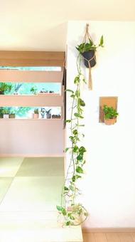 観葉植物　ポトス　超ロングサイズ吊り下げ 観葉植物,ポトス,ロングサイズの写真素材