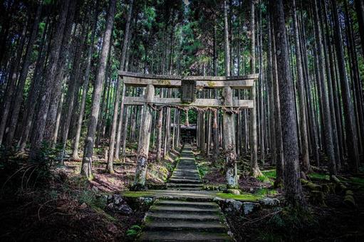 京都　賀茂神社の風景 京都,京都府,京都市の写真素材