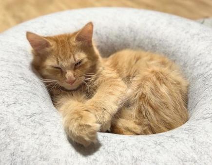 お昼寝中の茶トラの子猫 お昼寝中の茶トラの子猫 猫,子猫,茶トラの写真素材