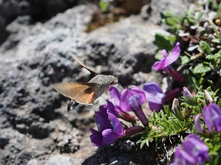 Photo, hojak, insect, honey, 