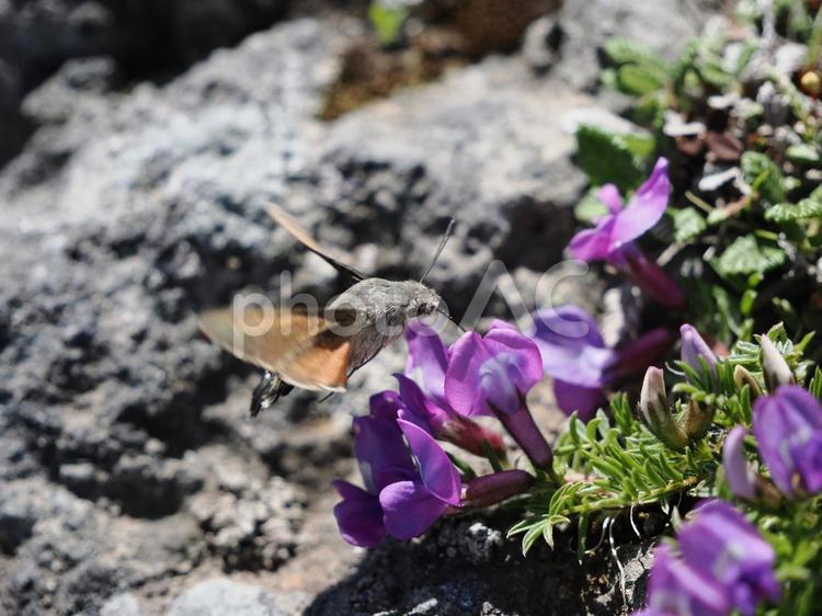 オヤマノリンドウの蜜を吸うホウジャク ホウジャク,昆虫,虫の写真素材