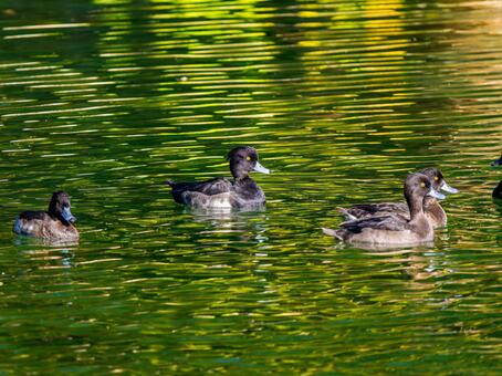 池を泳ぐキンクロハジロ キンクロハジロ,カモ,鴨の写真素材