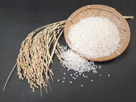 稲穂と白米_黒バック 秋,秋の味覚,米の写真素材