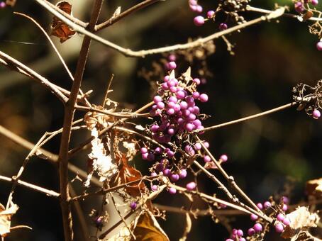 紫の実 紫,実,木の写真素材