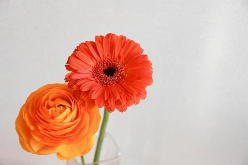 ガーベラとラナンキュラスの写真