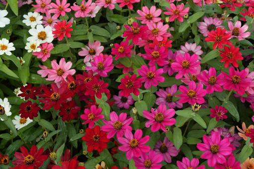 ジニア・プロフュージョン ジニア・プロフュージョン,秋の花,花壇の写真素材