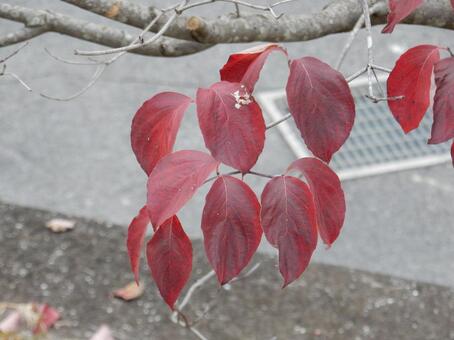 【風景写真】晩秋の風景 紅葉,葉っぱ,晩秋の写真素材