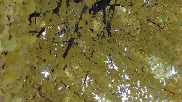 look up, autumn, ginkgo biloba, autumn leaves, JPG