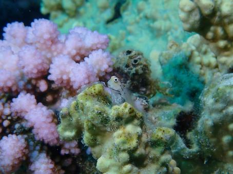 イシガキカエルウオ イシガキカエルウオ,魚,石垣島の写真素材