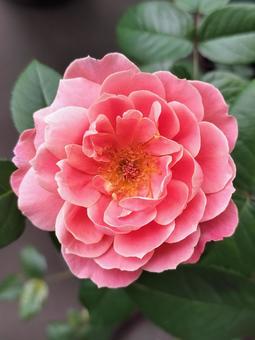 Photo, rose, pink vintage, drew, 