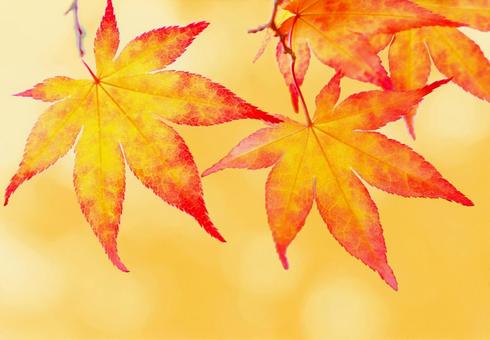 Orange maple background image card material, JPG
