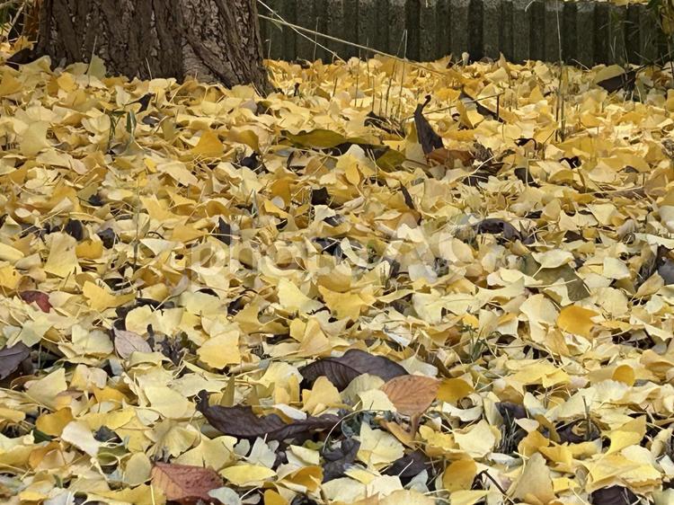 落ち葉 公園,自然,紅葉の写真素材