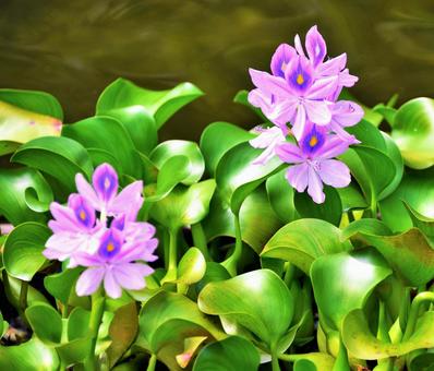 紫の花 紫の花の写真
