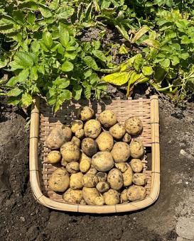 Photo, potato, hand, bamboo work, 