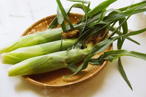 朝採りの皮付きとうもろこし とうもろこし,トウモロコシ,夏の写真素材