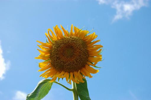 ひまわり ひまわりの写真