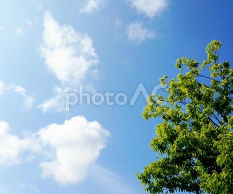 空と樹 空,雲,樹の写真素材
