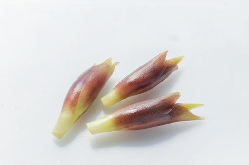ミョウガ1 ミョウガ1 ミョウガ,芽,薬味の写真素材