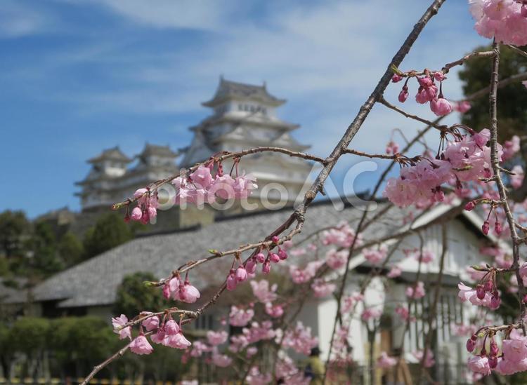 姫路城と桜 姫路城,桜,世界遺産の写真素材