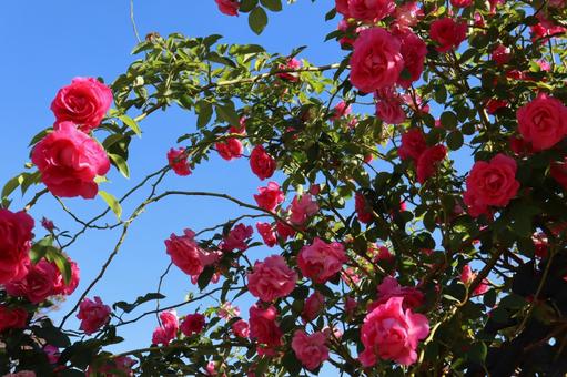 青い空に咲く赤い薔薇を撮った写真です 青い空に咲く赤い薔薇を撮った写真ですの写真