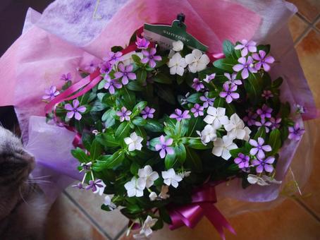 父の日にも花を2の写真