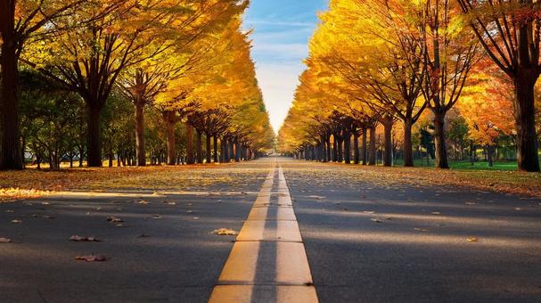 秋の公園 秋,イチョウ,いちょうの写真素材