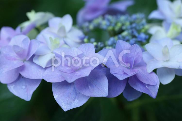 雨の日のしっとりとした紫陽花 紫陽花,あじさい,アジサイの写真素材