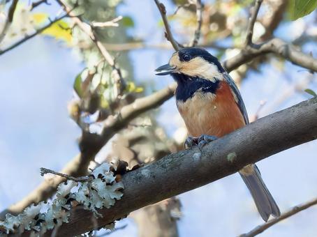 ヤマガラ ヤマガラ,鳥,やまがらの写真素材
