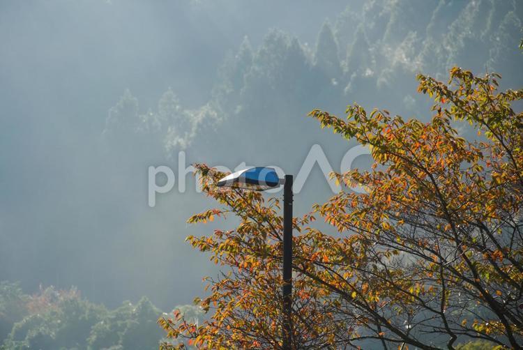 公園の外灯（秋） 街灯,街路灯,外灯の写真素材