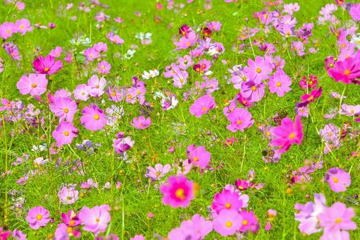 爽やかで可愛い コスモスの花 爽やかで可愛い コスモスの花 コスモス畑,コスモス,ピンク色の写真素材