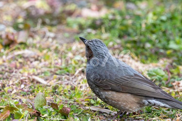 ヒヨドリの横顔 ヒヨドリ,鳥,野鳥の写真素材