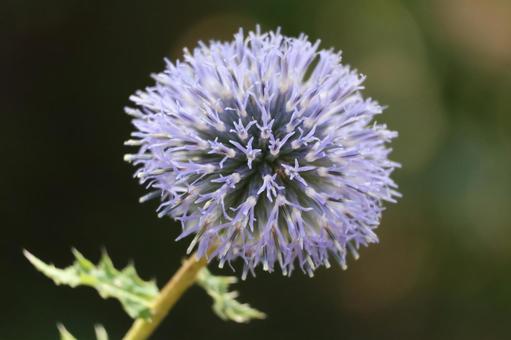 紫色のルリタマアザミの花のアップの写真