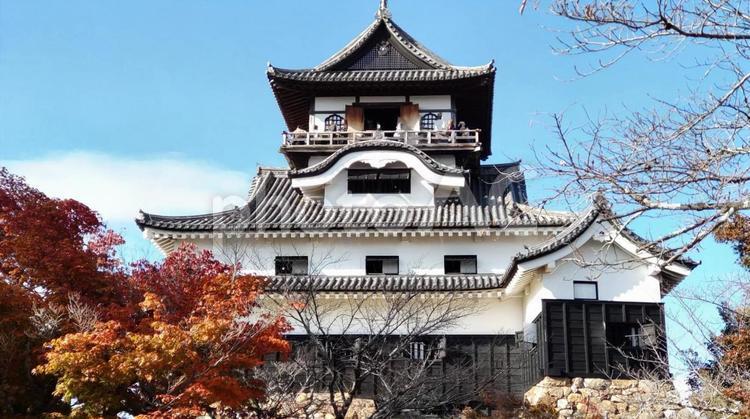 城　犬山城　天守閣　快晴　秋 城,犬山城,天守閣の写真素材