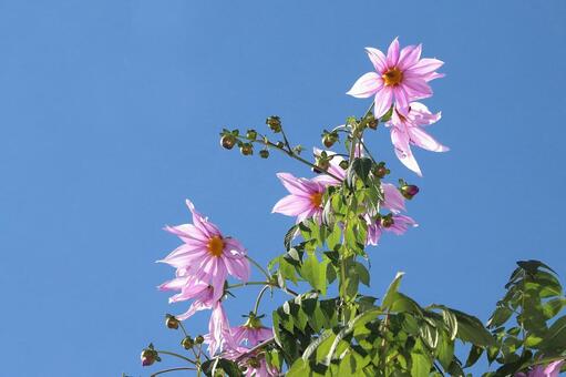 皇帝ダリヤ 植物,花,皇帝ダリヤの写真素材