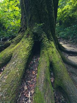 大和葛城山にて 自然の洞窟 大和葛城山にて 自然の洞窟の写真