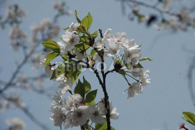 清明過ぎの川崎市麻生区の麻生川の桜の花 桜の名所,さくら,サクラの写真素材